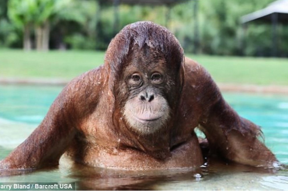 Шимпанзе плавает. Обезьяна в бассейне. Обезьяна плавает. Мартышки в бассейне. Обезьяна с подом.