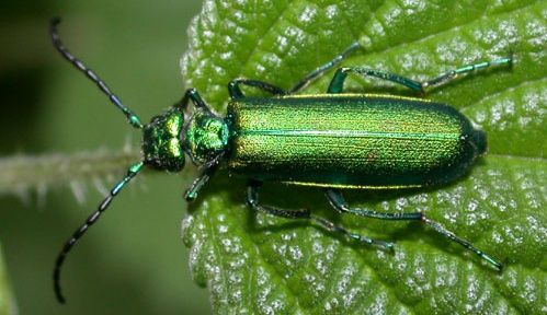 HomeopathyPlus's tweet photo. Remedy: Cantharis vesicatoria.
The Cantharis remedy comes from a beetle which contains cantharidin, a toxic blistering agent.  Interestingly, it also treats blisters with intense cutting or burning pains.
https://t.co/ug4ItjHH22
#cantharis #burningpain #cuttingpain https://t.co/BEFf1BqREw