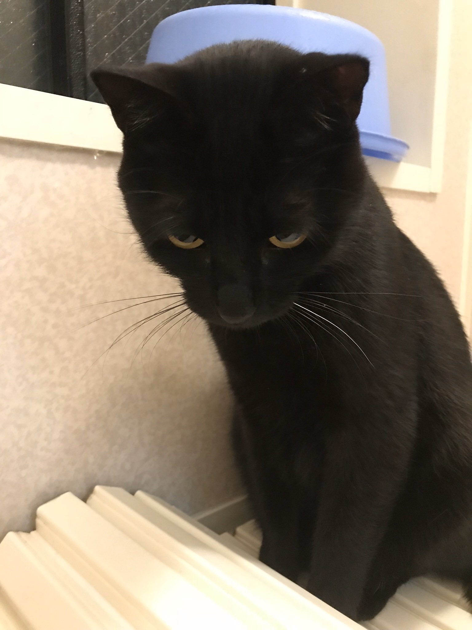 猫を捨てないでね Twitter Search Twitter