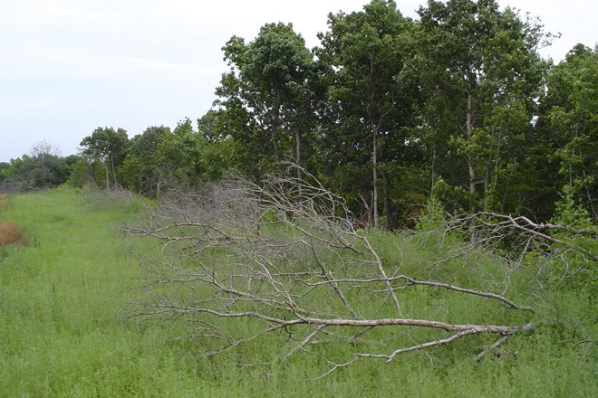 CREATING QUAIL MICRO HABITAT WITH EDGE FEATHERING: Research efforts on bobwhites over the last decade are helping landowners, farmers, ranchers and private lands biologists make informed decisions for managing quail populations throughout their range bit.ly/2KDzeeE