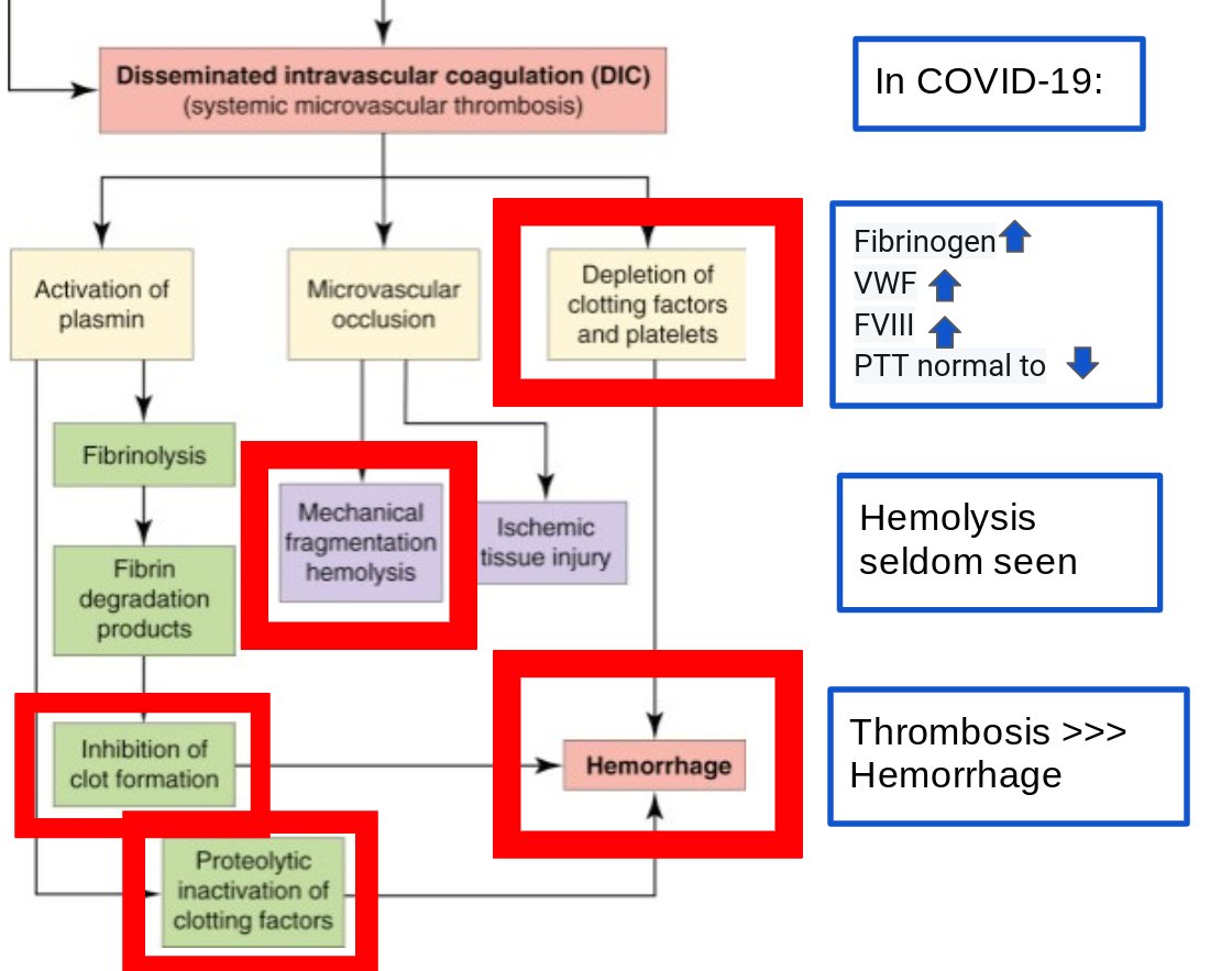 In identifying a disease phenotype, what is not seen can often be just as important as what is observed. What in the above diagram aren’t we seeing in COVID and how does it contrast to DIC?