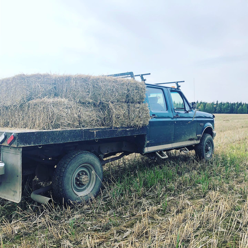 Todd* and I got ready for the season by picking up 21 bales of straw! Straw keeps the dogs insulated and cozy. We used it very liberally this year! Straw partaaaaaay*The Truck