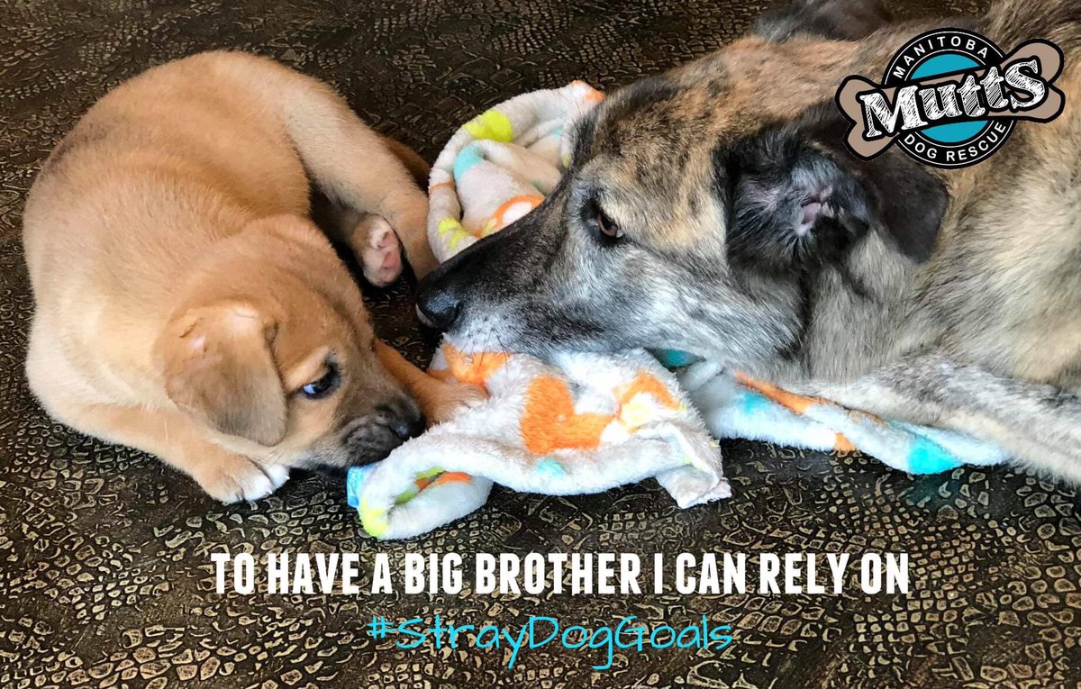 ManitobaMutts's tweet image. #StrayDogGoals

To live in a home with an older brother who will teach me about the world. 

#Rescued