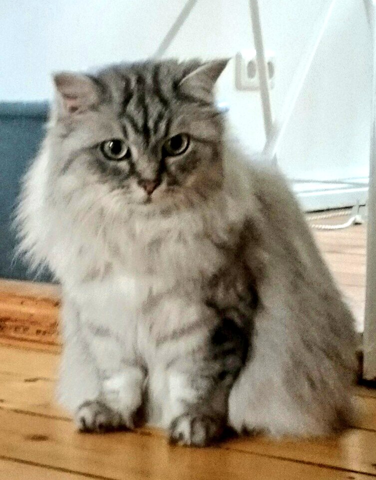 BremenRebellion's tweet image. #SystemExit #exitRacism