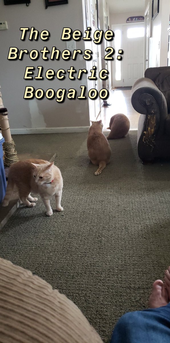 RaddNasty's tweet photo. I've been taking group photos of @JadeAlton's cats during quarantine, more will come as I take them. https://t.co/YJsTO3KvpQ