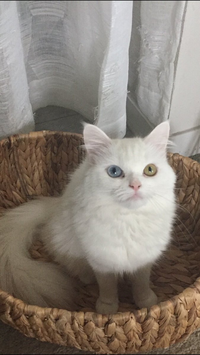 WISE WOMAN tweet media