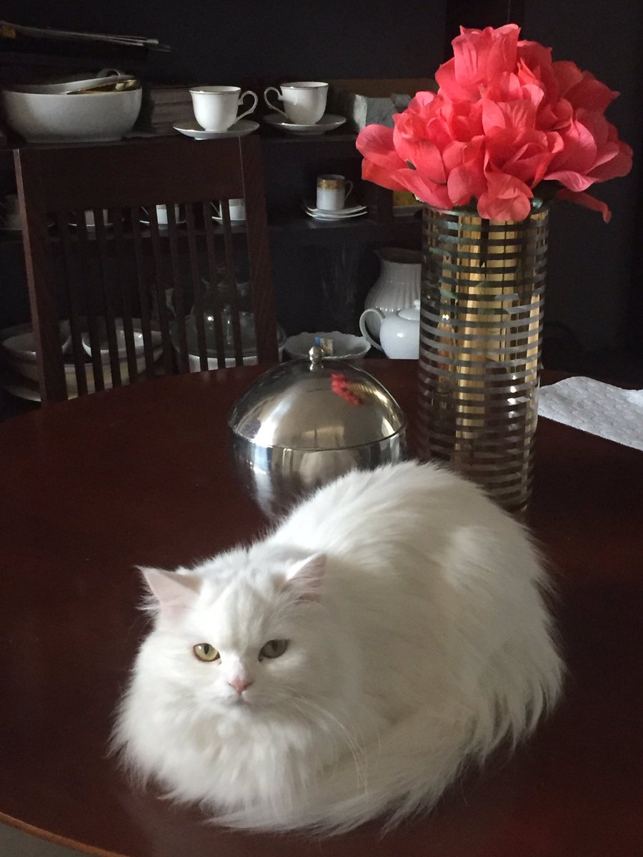 WISE WOMAN tweet media