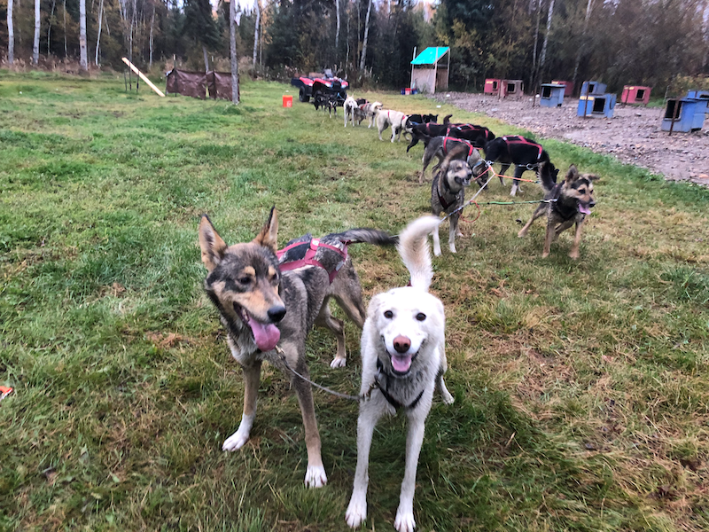 The dogs were strong and steady. We tested out some of our new leaders. I could feel the group gelling, even over just this half month. I was so excited about the season ahead of us.