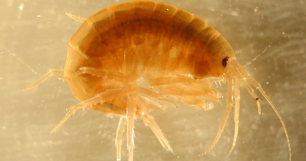 hatbooks's tweet photo. For #NationalPoetryMonth2020 I'm writing #30HopePoems re. endangered/threatened species in #Massachusetts Day 26: Northern Spring Amphipod--3 senryu poems. See my HATBOOKS blog for 26 poems so far. Image: IowaDNR https://t.co/aAQSrBmxXI #amphipods #senryu #sciencepoems https://t.co/Rfrib9k8iB