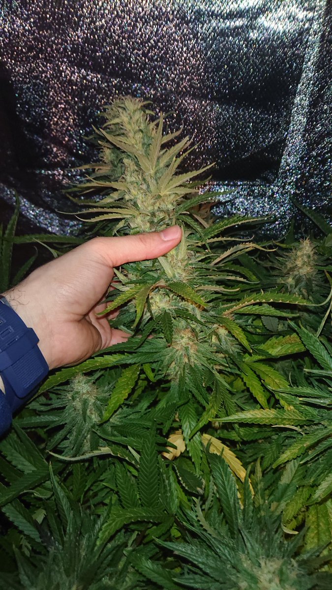 ドラゴン 医療大麻屋店長 開花58日目の奥のヘイズのクローン お義父さん無事に走りきりました これから48時間の暗闇後に収穫します 取り敢えず当たりのマザー見つかったけど開花期が9週はちょっと長いので8週未満が希望です ヘイズっつても ドラゴン 医療大麻屋店長 開花58日目の奥のヘイズのクローン お義父さん無事に走りきりました これから48時間の暗闇後に収穫します 取り敢えず当たりのマザー見つかったけど開花期が9週はちょっと長いので8週未満が希望です ヘイズっつても