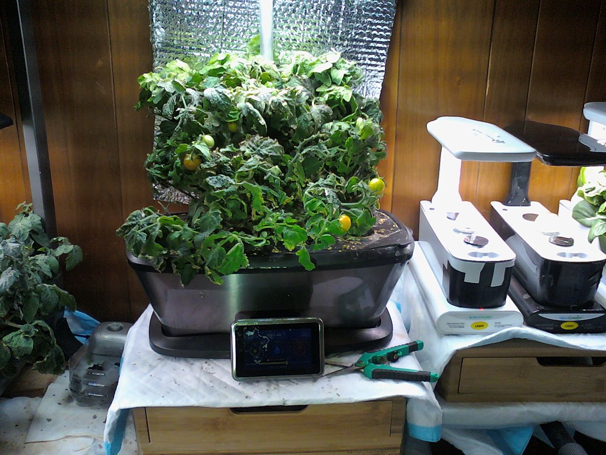 49) Now for  #Aerogarden Bounty's Heirloom Golden Harvest tomatoes update. Got 13.2oz this time. Also, the plant is now stripped, lol, so it should be awhile before I get another load this large.Here's pics of the loot & stripped plant. Haven't tended to the red tomatoes yet.