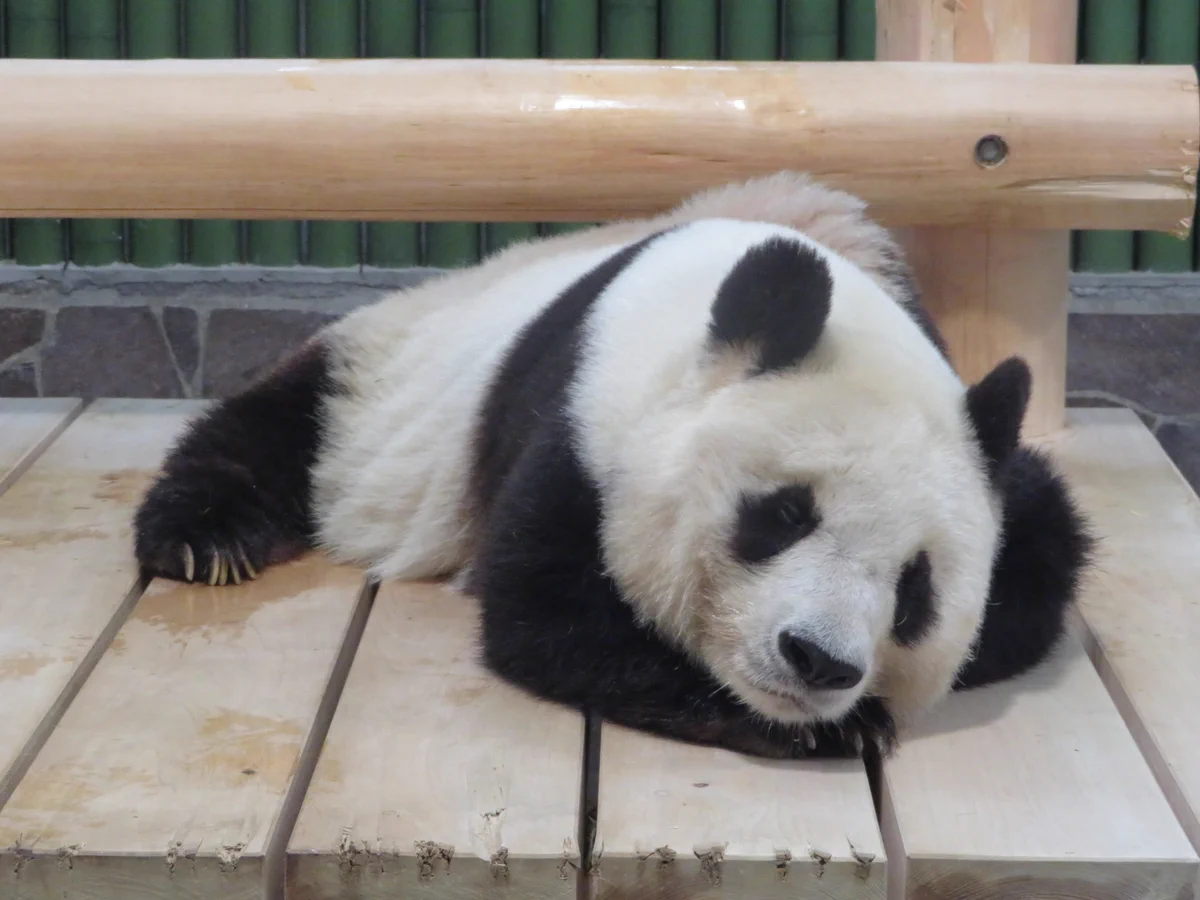 今は外出自粛！こちらのパンダ「タンタン」のようにのんびり家で過ごしましょう！