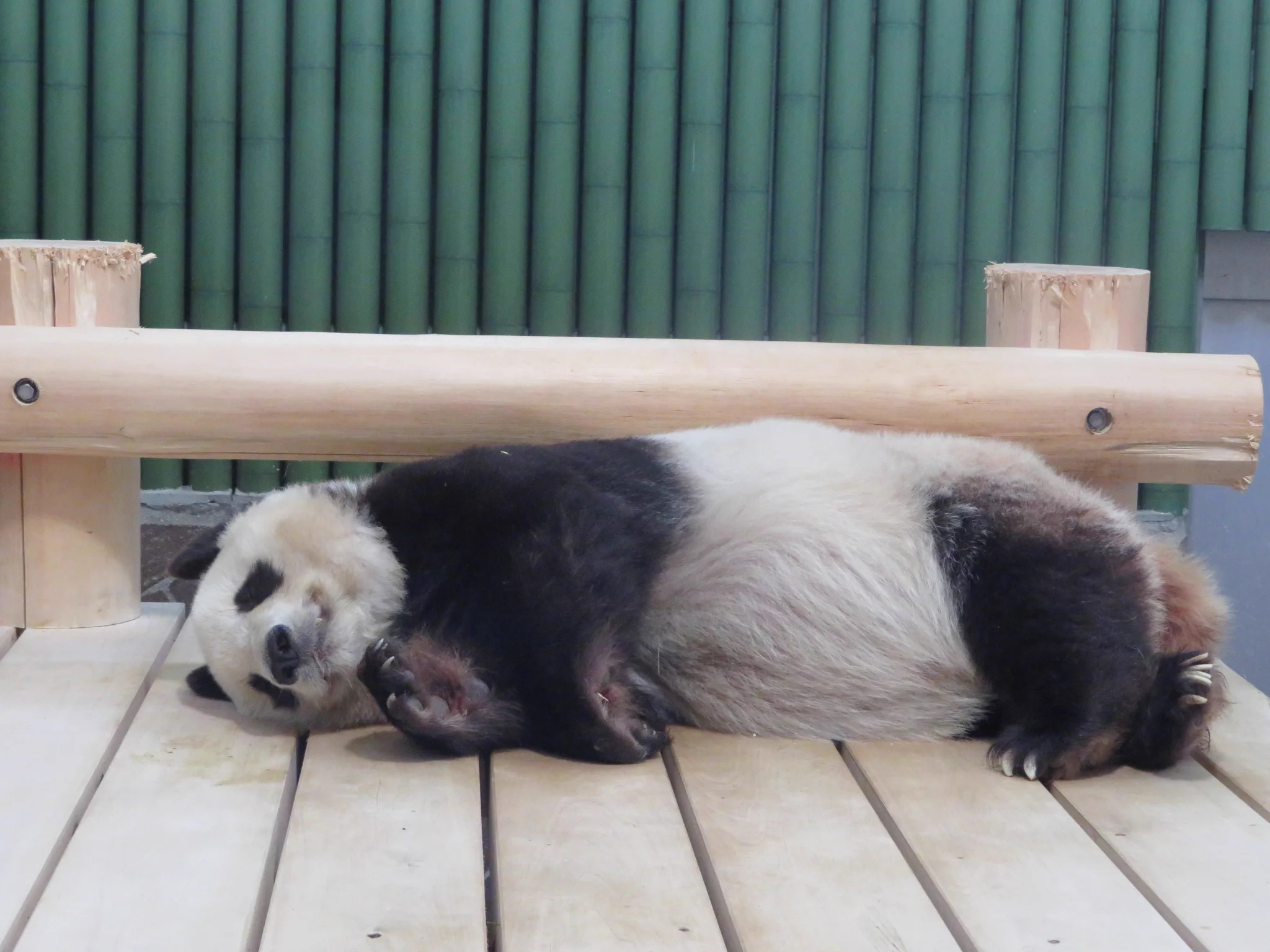 今は外出自粛！こちらのパンダ「タンタン」のようにのんびり家で過ごしましょう！