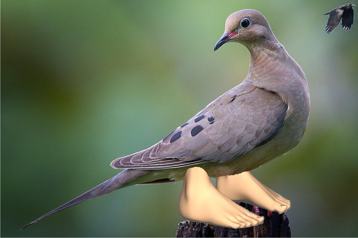 A morning dove with 3d human male feet and a crow flying away