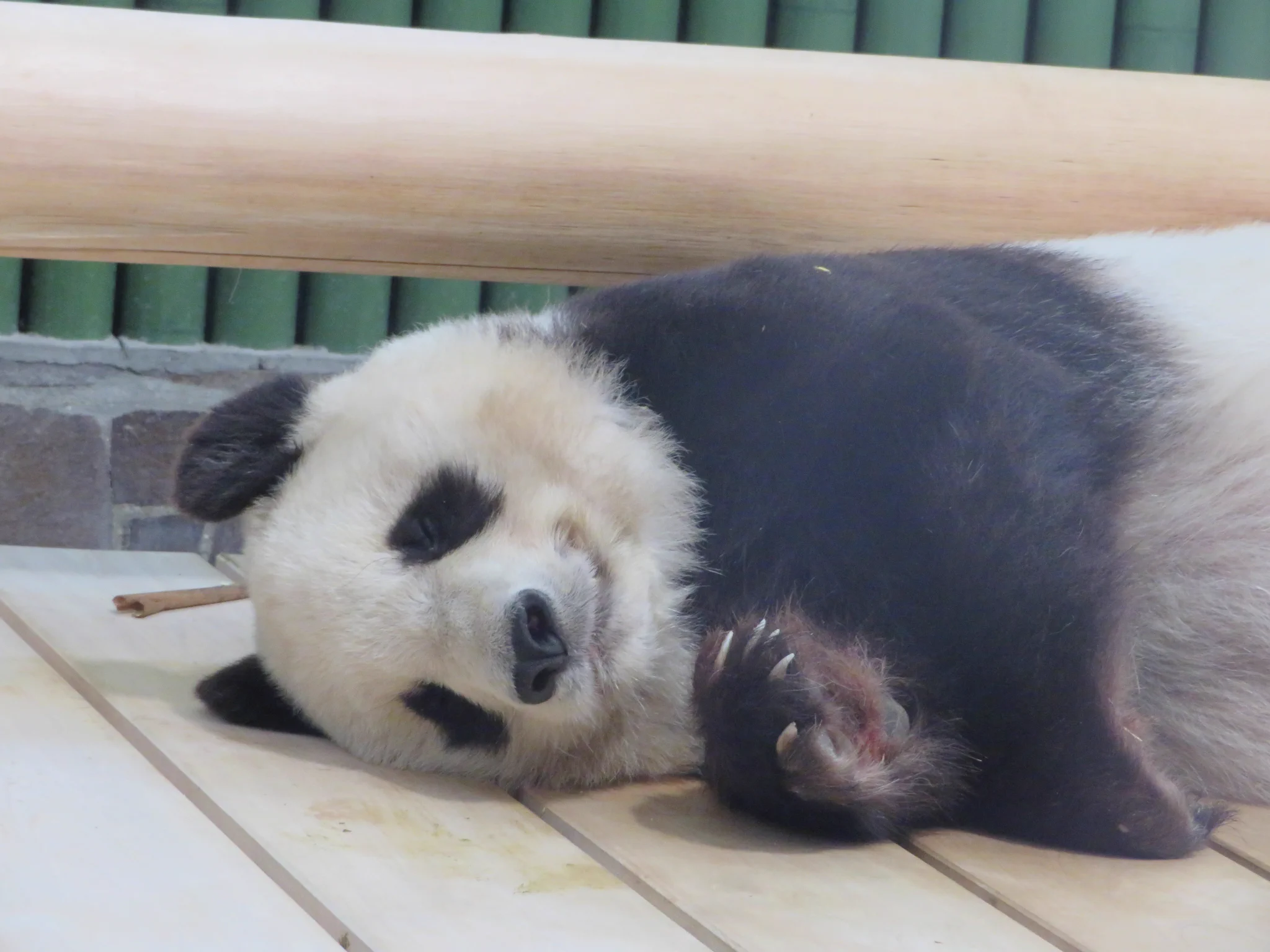 今は外出自粛！こちらのパンダ「タンタン」のようにのんびり家で過ごしましょう！