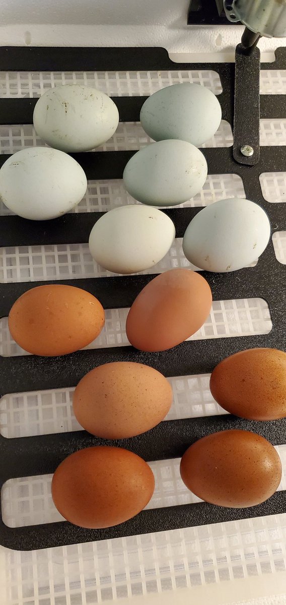 audralatimer's tweet photo. ๐ฃ 6 Whiting True Blue eggs and ๐ฃ 6 first generation Olive Eggers, which have a Welsummer mom and a WTB dad. Can't wait to see these hatch in 21ish days! @WinonaTXElem @jccaldwell72 #EggSongAcre #EverythingIsScience #CrossCurricularFun https://t.co/DttbtM1alC