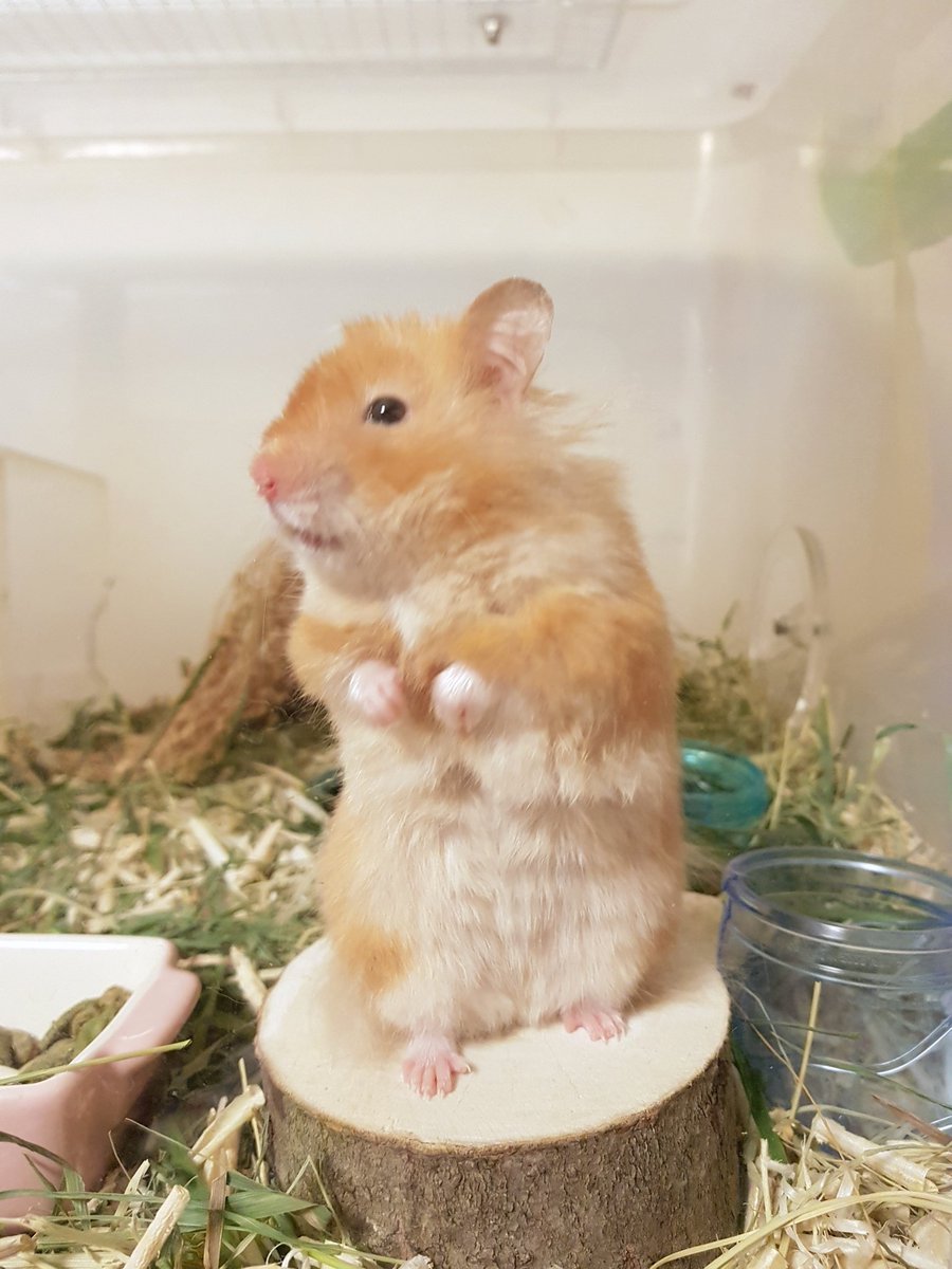 며칠 집 비웠던 인간을 낯설어 하는 눈빛....바보쥐