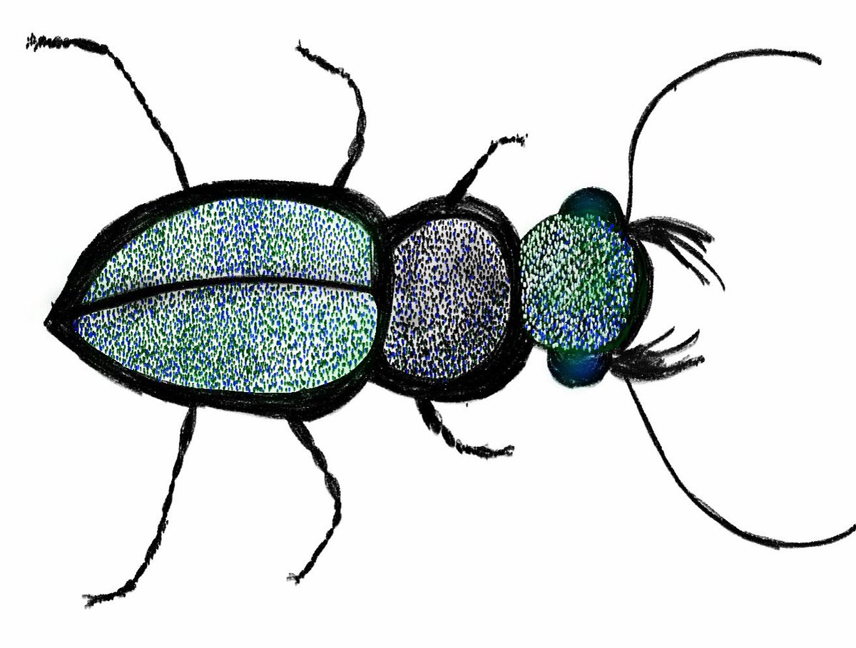 sweetdee321's tweet photo. I learned how to draw bugs this weekend for #GISH #arttherapy #drawing #bugs #beetle #thanksmisha @mishacollins @GISH  (Also, I drew this with my finger on my tablet, which seems like a relevant detail somehow!) https://t.co/l7fpNUOBFJ