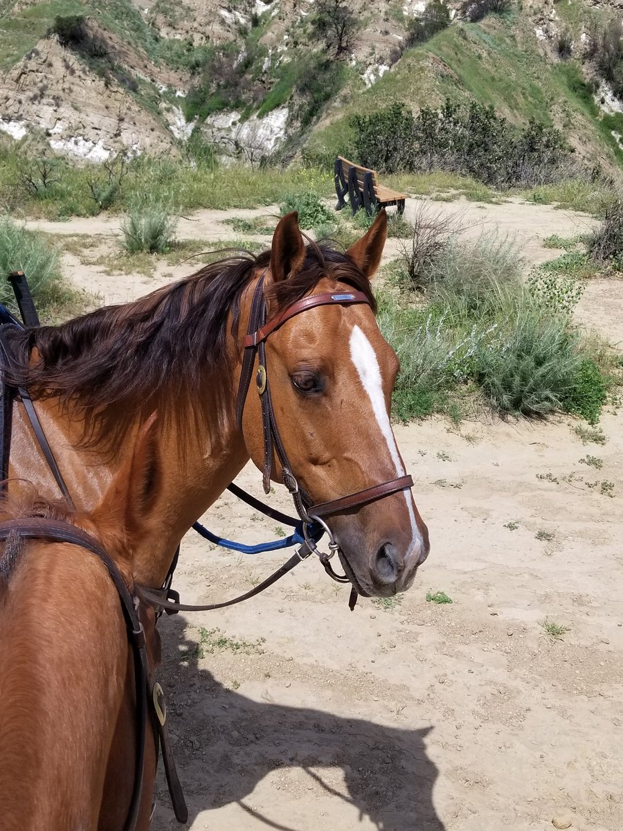 Gunny had a great time in the San Fernando Hills this afternoon.  Thank you for supporting us by Staying Home.