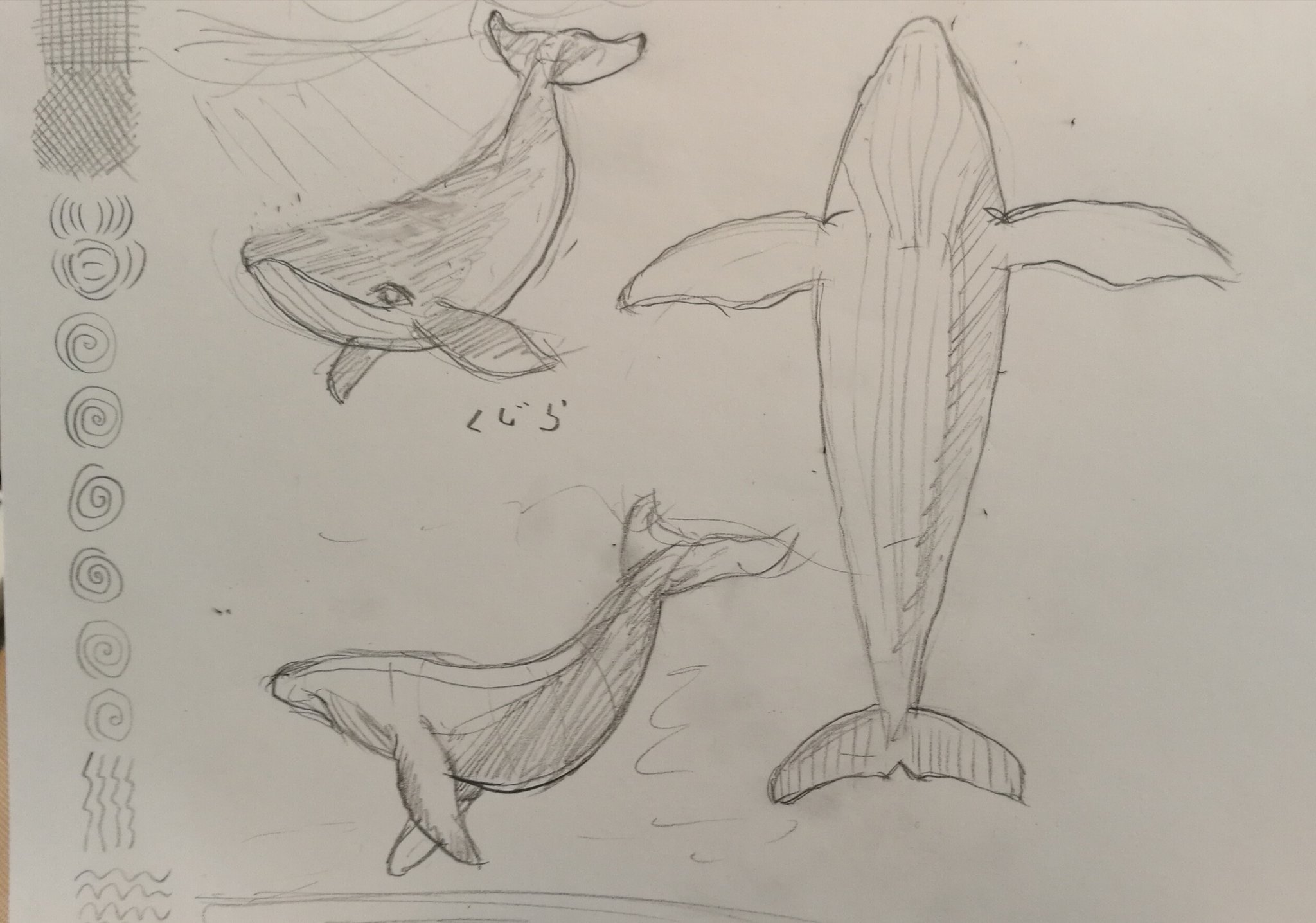 たこぽて 初心者からのイラスト練習中 111日目 クジラを描きたくなりました お腹と背中の丸みがすき O イラスト練習 絵の練習 模写 T Co Yupcqfndj3 Twitter