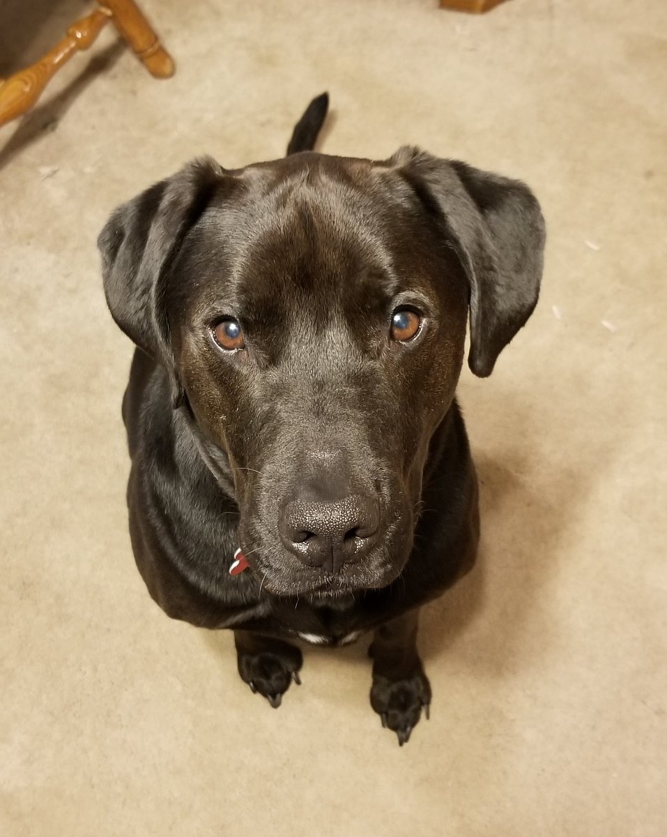Peyton_the_Dog's tweet photo. Just been following mom around ALL DAY #dogshadow
#dogsoftwitter #dogs #dog #doglife https://t.co/wH3rLDUNzY