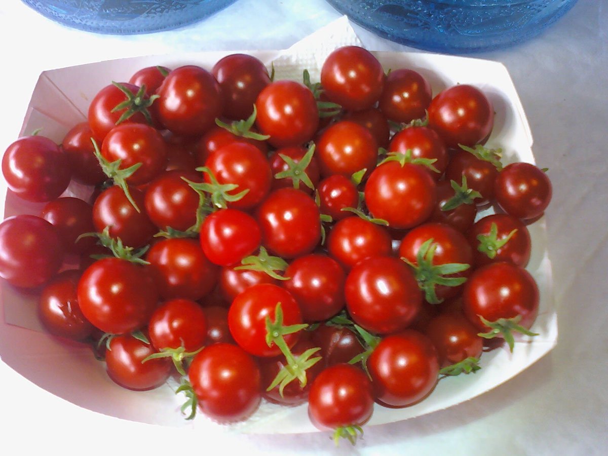 50) Final  #Aerogarden update today. Red tomatoes from the 2 FarmPlus plants: 20.8oz, besting the Bounty's Golden 'maters as expected this time. Also, these don't appear to have been stripped as harshly.Also, note I removed both Chives from these planters several days ago, too.