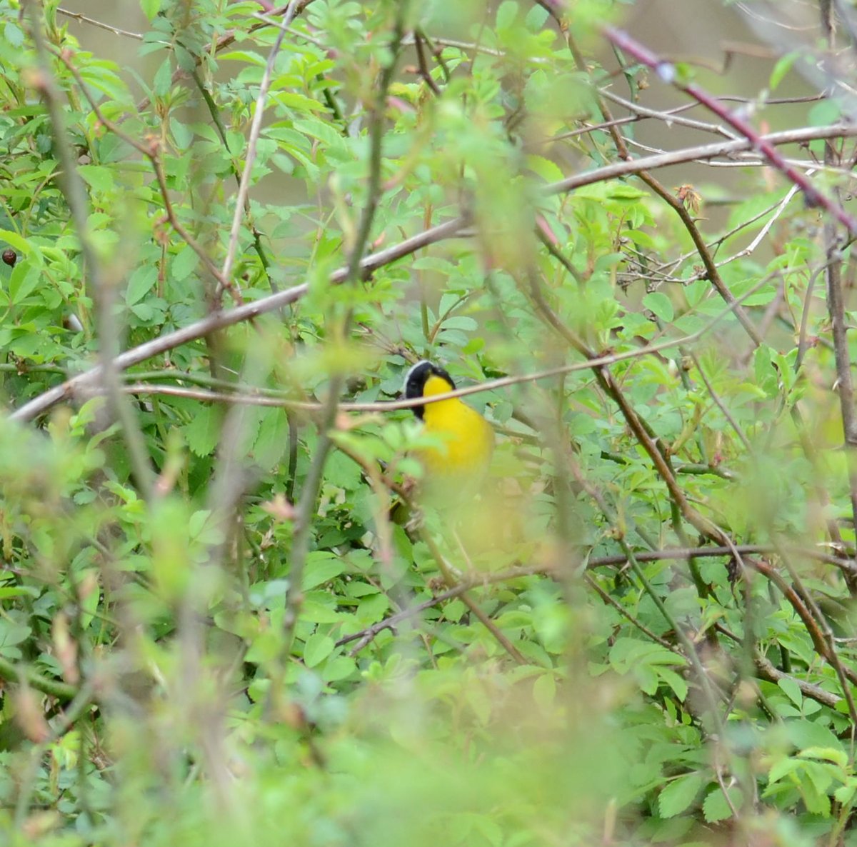 F***ing warblers! 🤣 #commonyellowthroat