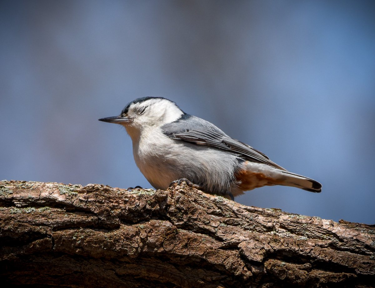 This is me during the work day.
*Maybe if I'm really quiet and don't move, the boss won't see me.*
#whitebreastednuthatch #nature #naturelovers #birdwatching #birding #bloodpressurebreak