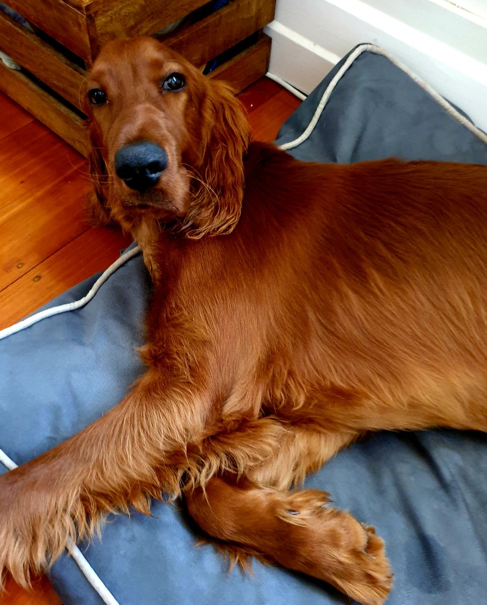AOMullane_EChem's tweet photo. Homeschooling week 2: Year 5 in tears over frustration with online learning, Year 2 just spilled water all over exercise book. Not much W today in #WFH At least Fred is relaxed #PetsofQUT https://t.co/dpu4mLxQAp