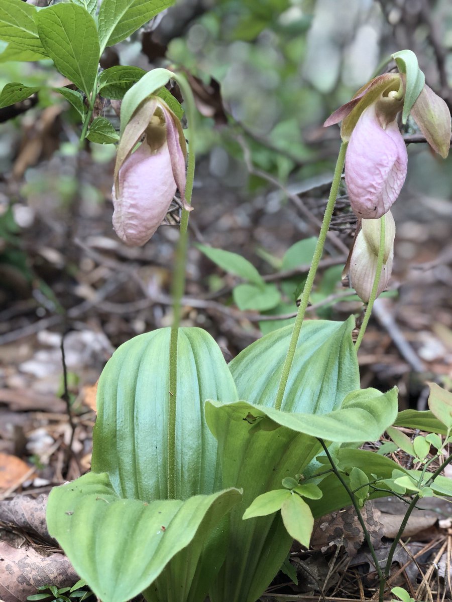 erroneousdetail's tweet photo. Saw blooming ladies slippers! #protectedwildlife #wildflower https://t.co/CyFPqYZ3TJ