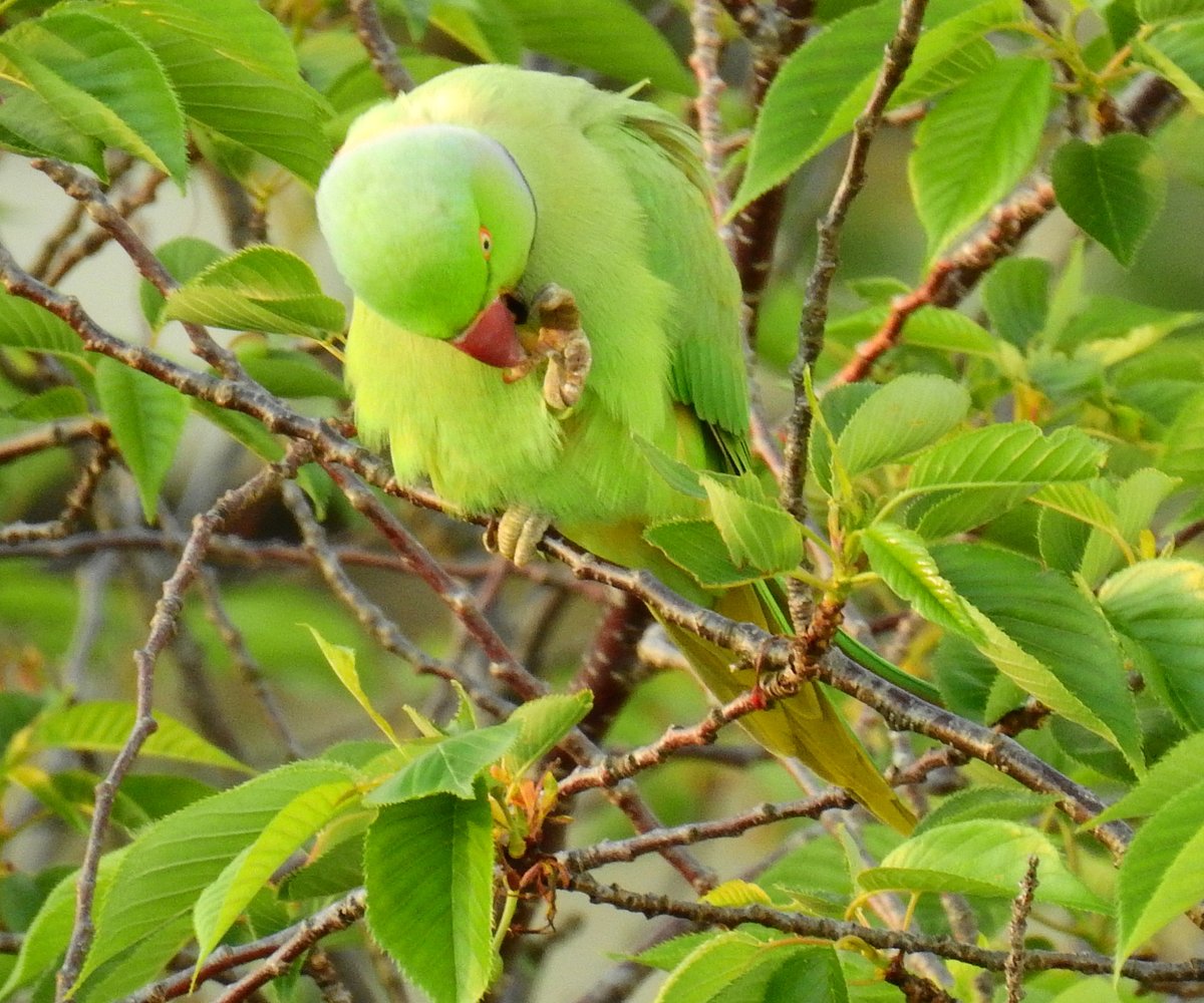 非言非黙 ご近所の鳥さん ワカケホンセイインコ です どこにいたのか 窓を開けると足許から飛び立った7羽ほどの緑の鳥 桜の木に止まって一息 ずいぶん派手な鳥さんなのに 木の葉に隠れると見事な保護色です 4 27 5 51撮影 野鳥 Nikon P900