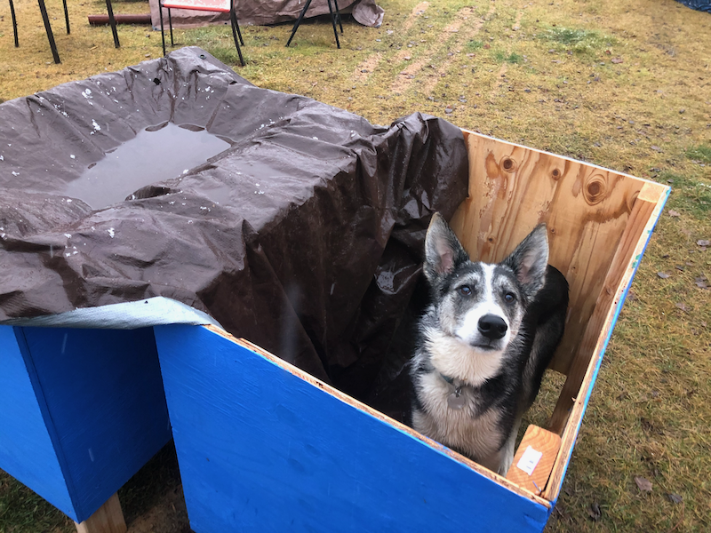 While we weren't mushing, we amped up work on the dog houses. Oli was a good assistant. So was  @PadeeMc