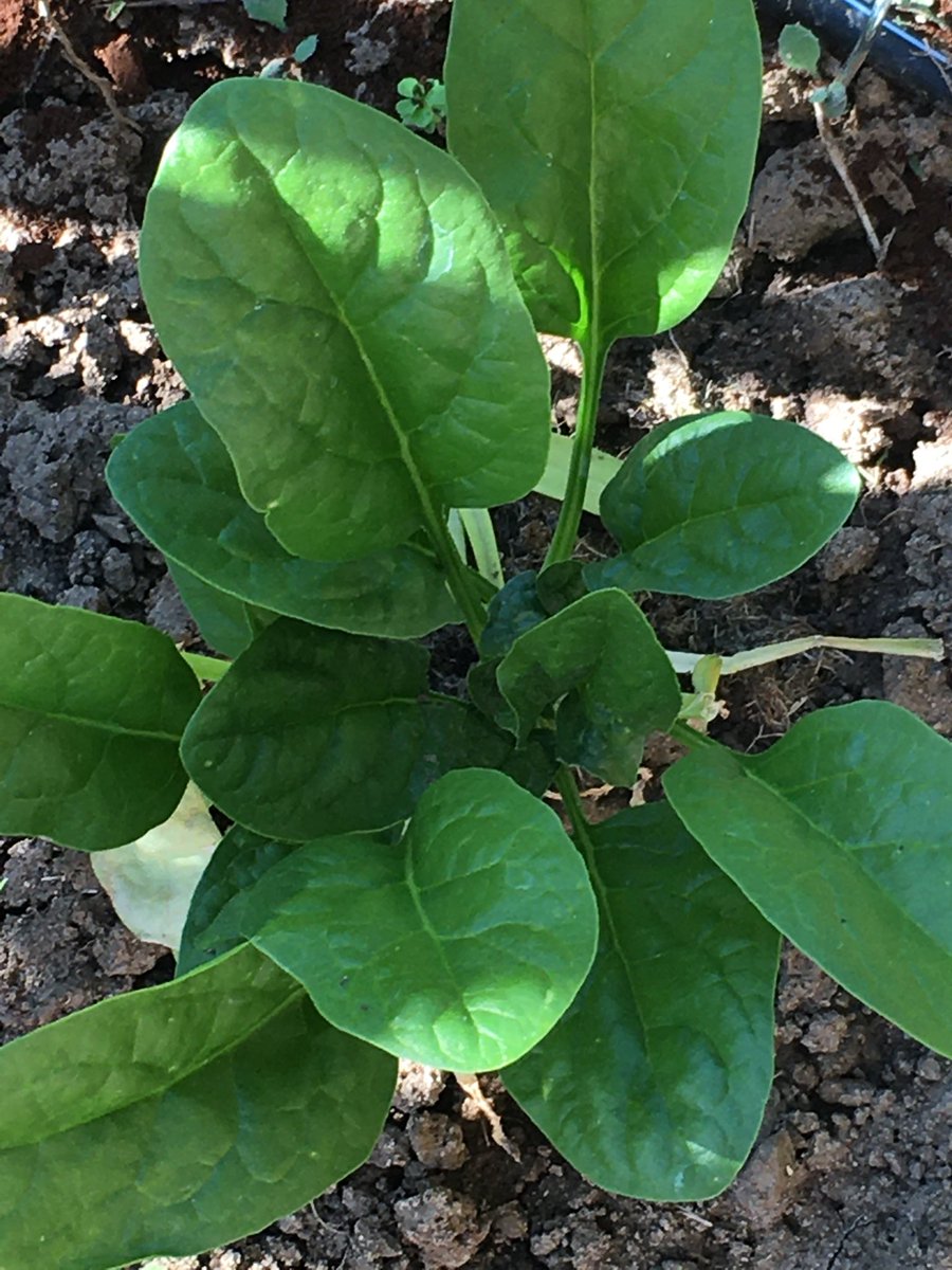 KalsKorner's tweet photo. A few additional plants I decided to try this year; celery, ruby red swiss chard and spinach. https://t.co/d5C6duyPGV