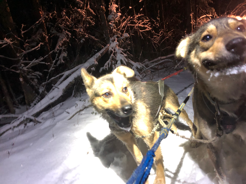 The dogs worked hard, made funny faces, and kept going ONWARD no matter what