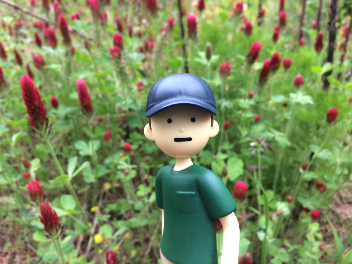 So much crimson clover! We found a huge patch of it like a Tiny Joon sized forest.