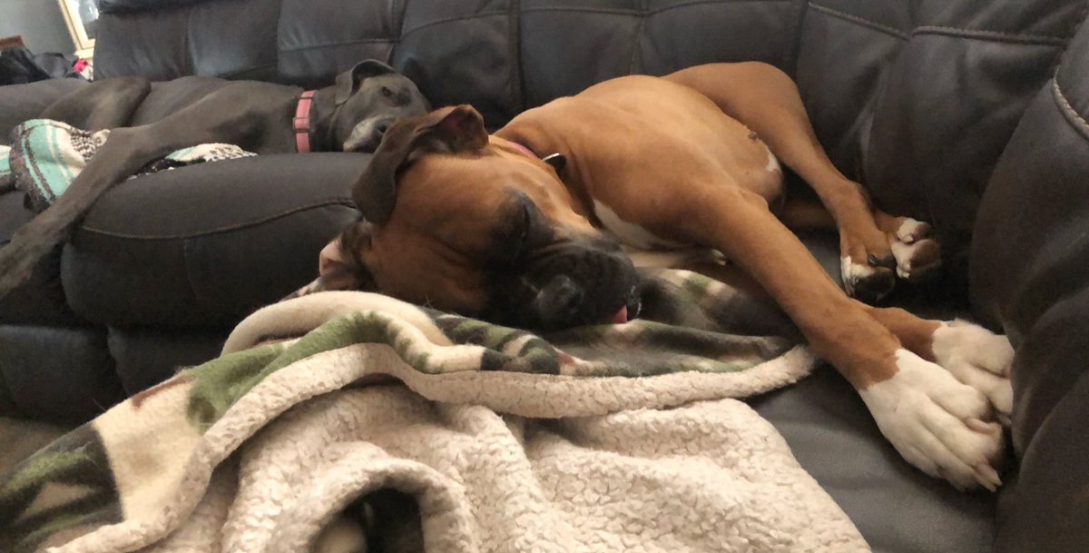 ranneray's tweet photo. My girls 🥰🥰🥰 #dogsoftwitter https://t.co/kiExzLdLWu