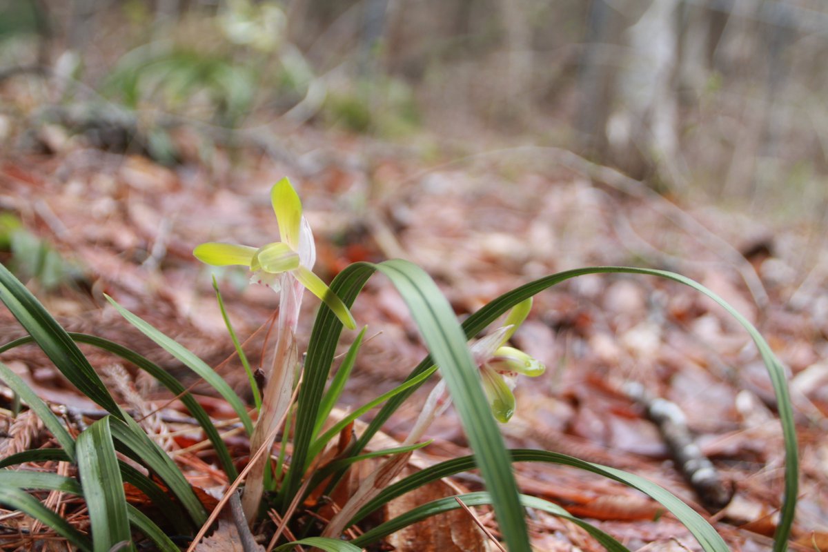 盛岡市動物公園 Zoomo En Twitter 園内の杉林に咲くシュンラン 春蘭 です いわゆる野生ランの一種です 鑑賞用のラン 蘭 も多くありますが ひと知れず林の中で咲く様子は春の訪れを感じさせてくれます 自然だより