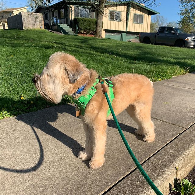 wheatienamedted's tweet photo. a_wheatie_named_teddy

https://t.co/nGq4WUV95c https://t.co/Kgt6bGzTEu