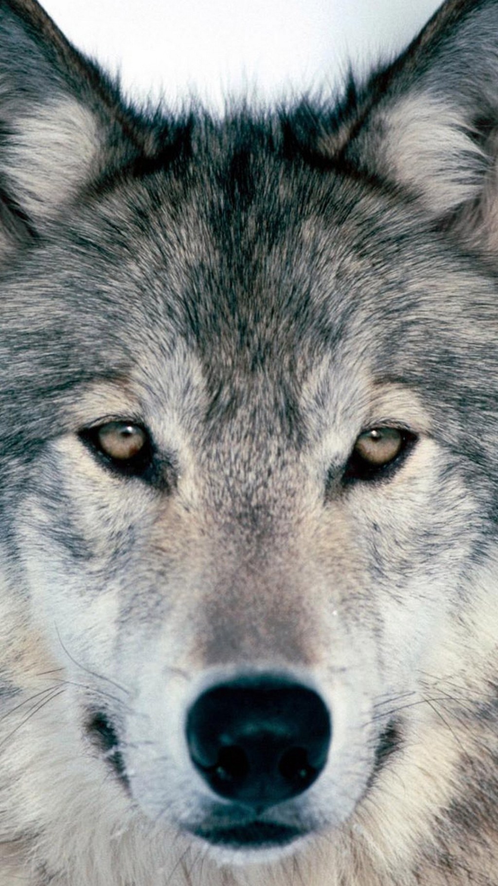 Wallpaper ID 347815  Animal Gray Wolf Phone Wallpaper Wolf Snow  1125x2436 free download