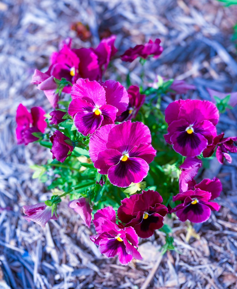KatyEdenLong's tweet photo. 💜 keep on growing 💜 #spring #pansies https://t.co/hZCXvGRHGo