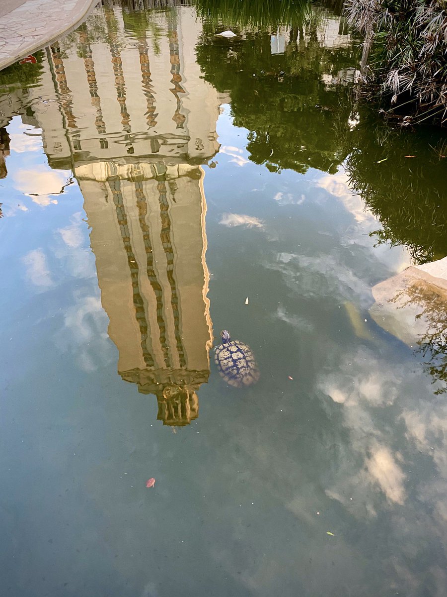 The turtles at the turtle pond say hello. And boy do they miss you.    #UTwalk