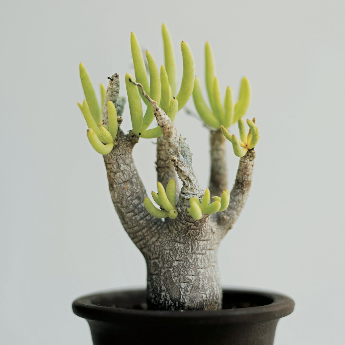 Brutus 珍奇植物ムック 発売中 珍奇植物 コーデックスを育ててみよう 塊茎植物は間延びしやすく 肥料は禁物 盆栽的に詰まった形を目指すべし 夏型は冬 日照りを良くすると耐寒性が増す Brutus 珍奇植物 Brutus 珍奇植物ムック 発売中 珍奇植物 コーデックスを育ててみよう 塊茎植物は間延びしやすく 肥料は禁物 盆栽的に詰まった形を目指すべし 夏型は冬 日照りを良くすると耐寒性が増す Brutus 珍奇植物