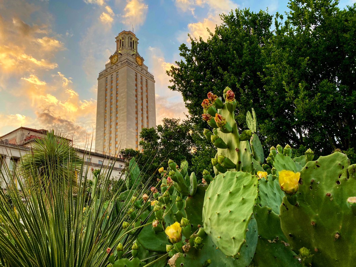 “The yellow rose of Texas!” I think it every time.   #UTwalk