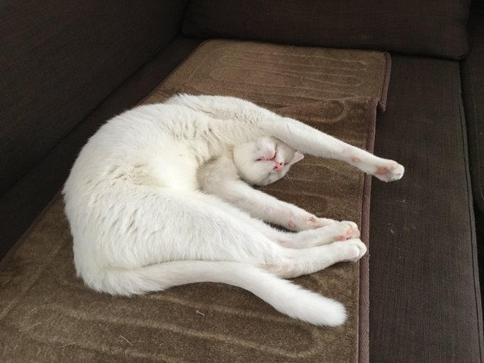 眠る猫のtwitterイラスト検索結果