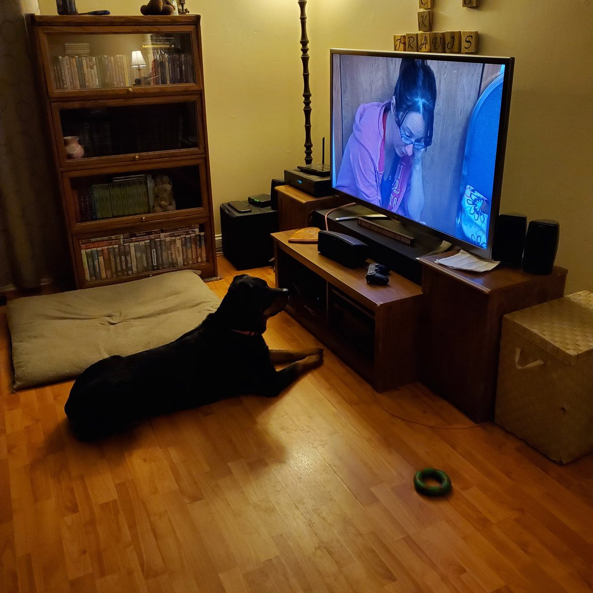 ThirdGuidance's tweet photo. Meech likes to watch #theincredible #drpol #disney+ #Rottweiler https://t.co/iSzJu0bxvC
