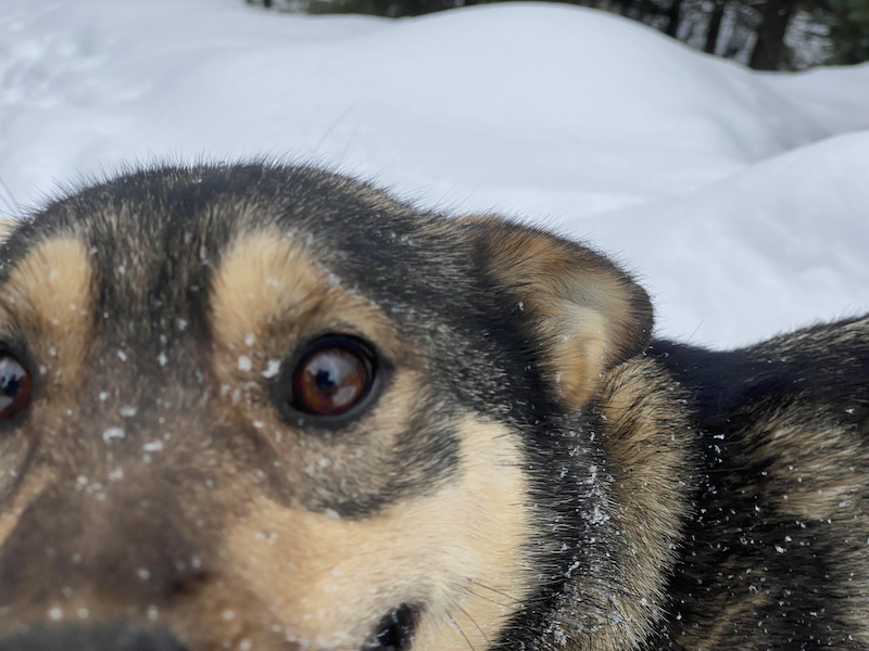 The sun started coming back recently. Mote by mote, minute by minute. The dogs- They don't seem to know about my funk. Or maybe they do; but they don't subscribe to it. Instead, they urge me to come to their side-- the fun side. The side of smiles & drool & chasing down the ball.