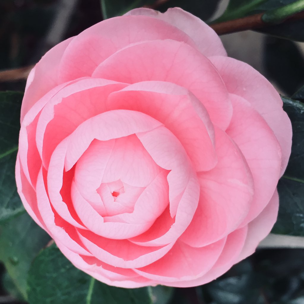 RobbinsGroupLLC's tweet photo. Sometimes a picture is worth a thousand words >> https://t.co/qkoDEB7VKb #FlowerReport 

Thanks for the #HashtagInspiration, @ngaio420 https://t.co/fwgtNwuTUb