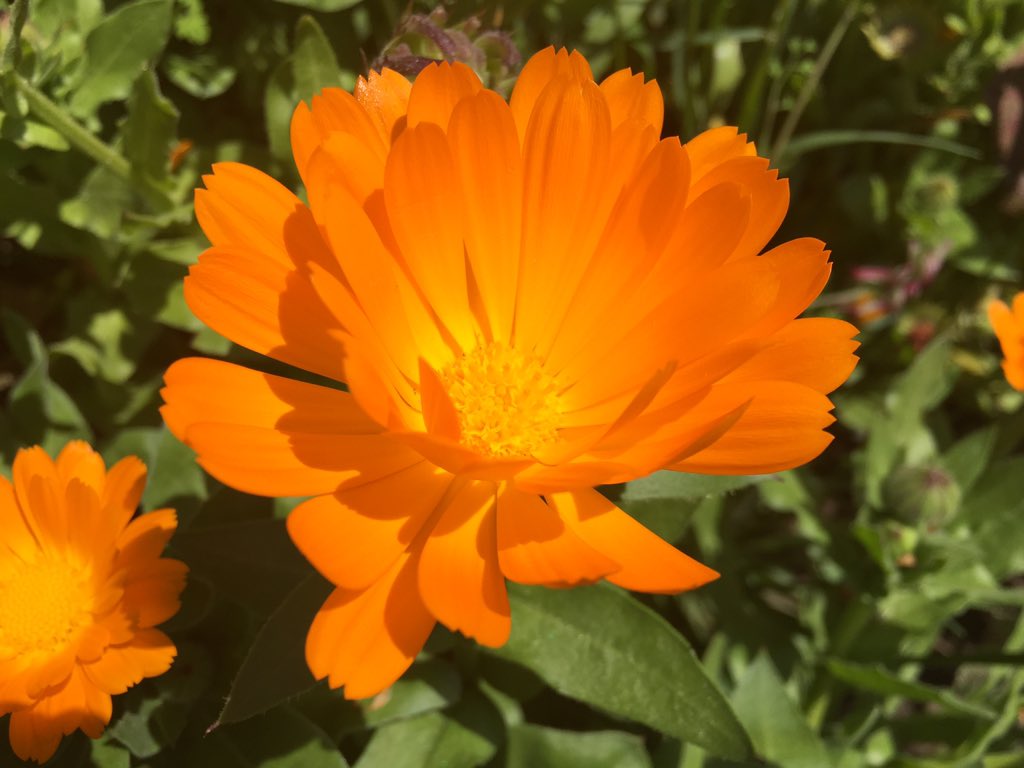 RobbinsGroupLLC's tweet photo. Sometimes a picture is worth a thousand words >> https://t.co/qkoDEB7VKb #FlowerReport 

Thanks for the #HashtagInspiration, @ngaio420 https://t.co/fwgtNwuTUb