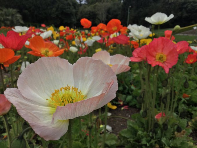 🌸 March 23rd, SF distancing day seven. Had a nice afternoon run to the Conservatory of Flowers and back<a href="/tag/flowers"class="tags"><span>#flowers</span></a><a href="/tag/run"class="tags"><span>#run</span></a><a href="/tag/flower"class="tags"><span>#flower</span></a><a href="/tag/poppies"class="tags"><span>#poppies</span></a><a href="/tag/poppy"class="tags"><span>#poppy</span></a>