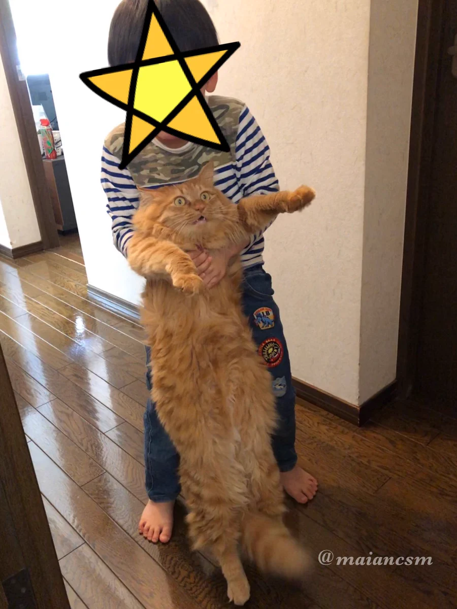 苦手な甥っ子に捕まってしまったｗｗｗ猫の顔が凄いｗｗｗｗｗ